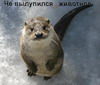 Аватара пользователя