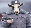 Аватара пользователя