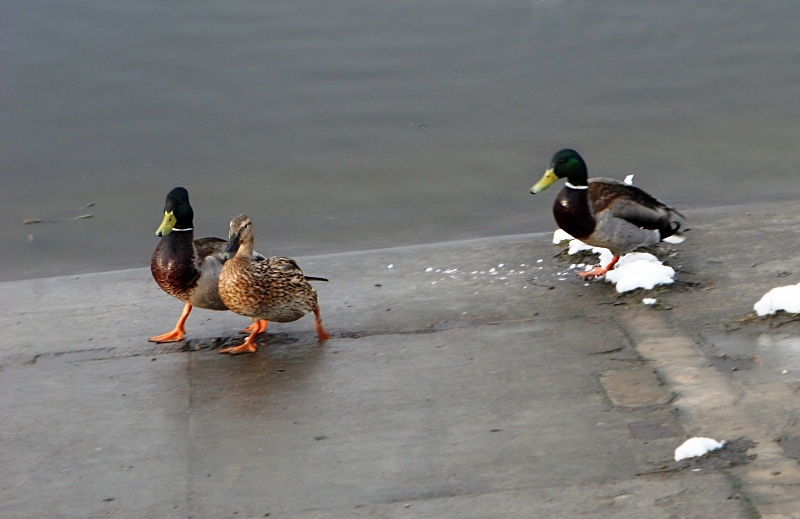 IMG 7071