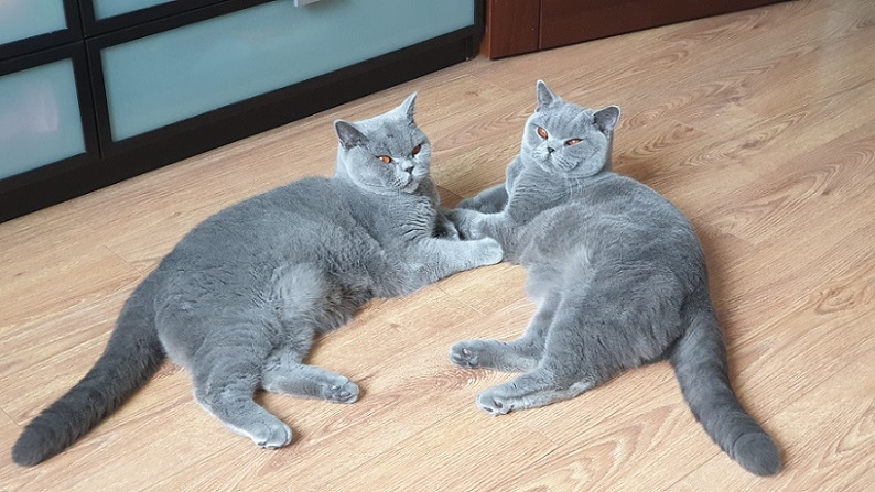 Котэ