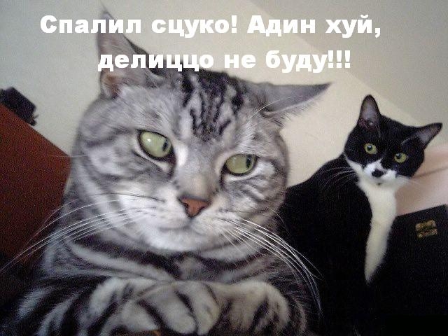запалил