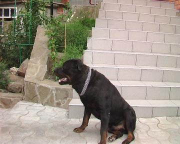 Мой пес