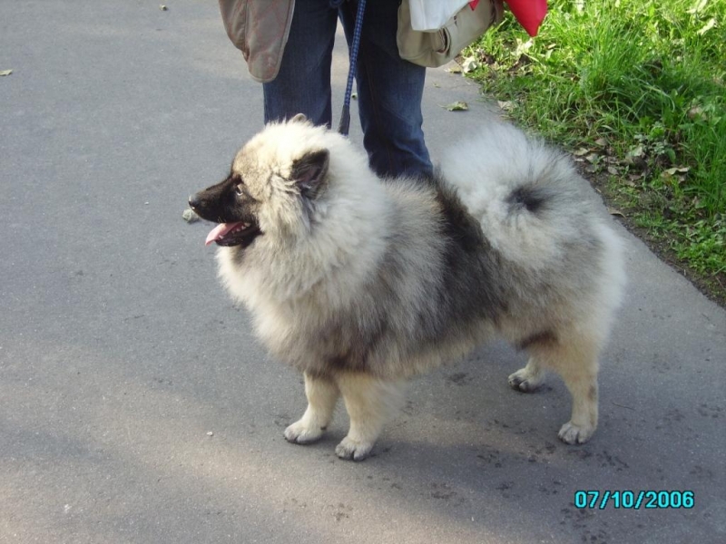 Дарси_1