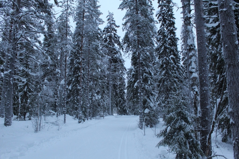 Лыжная трасса в лесу (1)