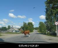 36