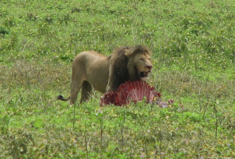 Лев за обедом