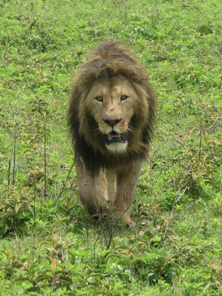 Лев просто лев