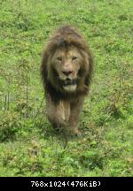 Лев просто лев