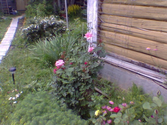 розы3