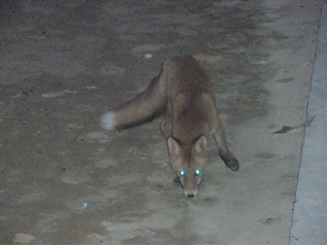 IMGP2431