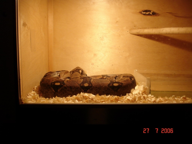 Червяк Димы.