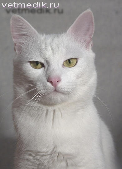 Белая кошка