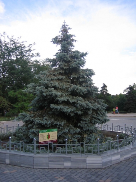 Евпатория - елка2