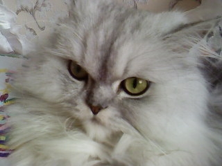 Мой кот