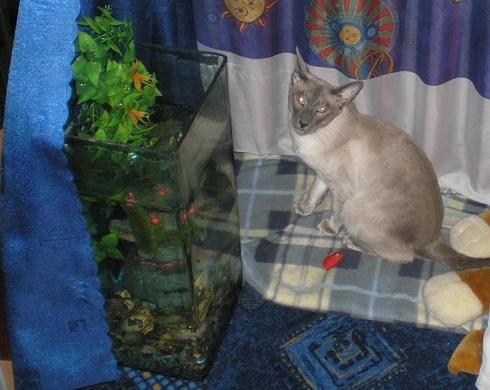 Домик на троих