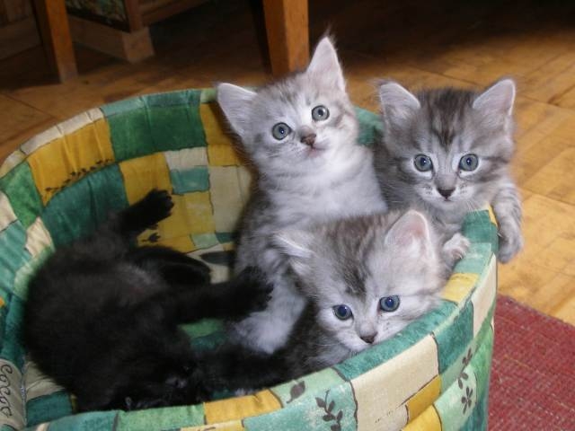 Котятки