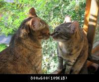 Кошки