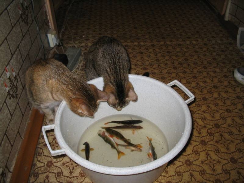 Кошки