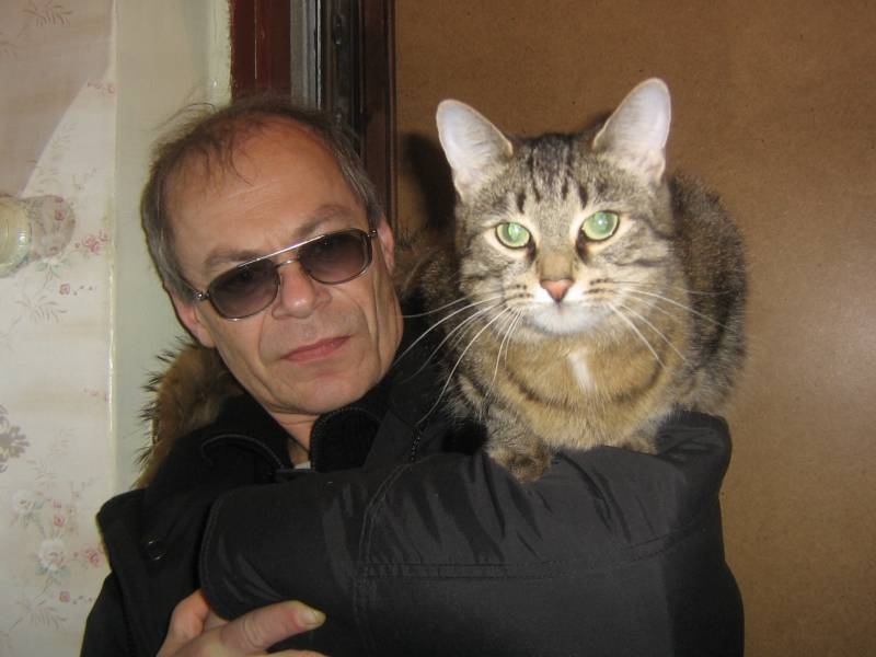 Кошки