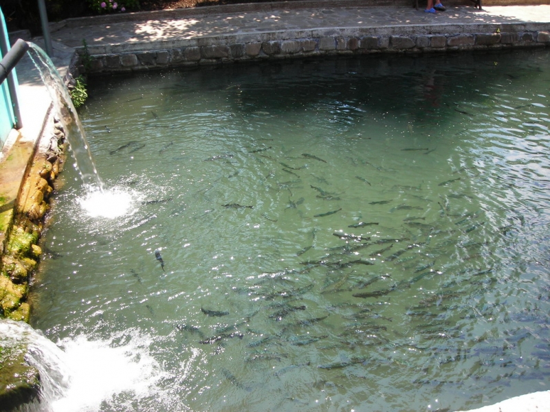 А вот и форель