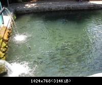 А вот и форель