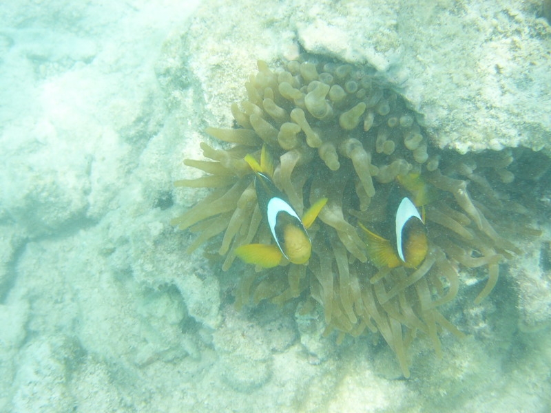 красное море