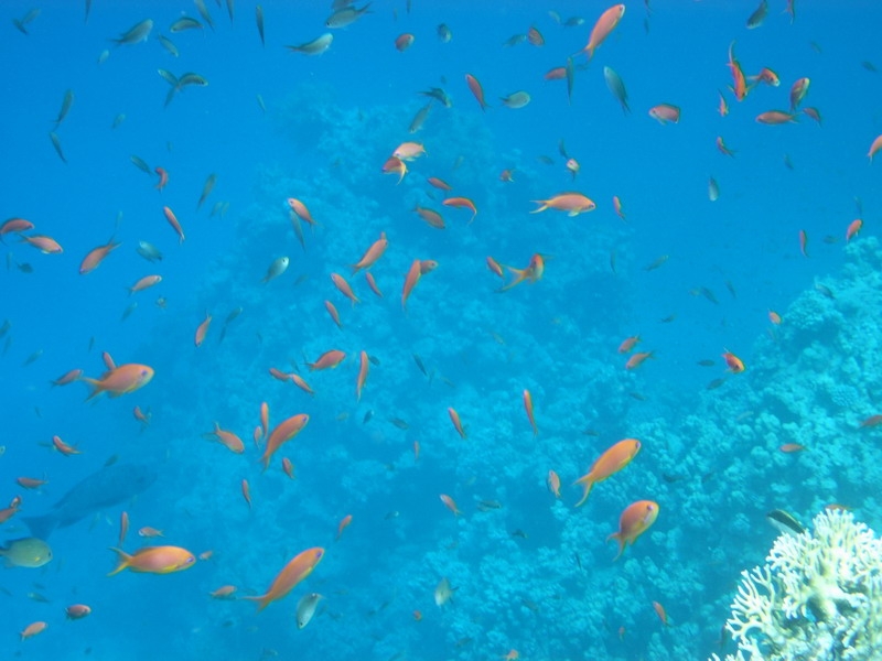 красное море