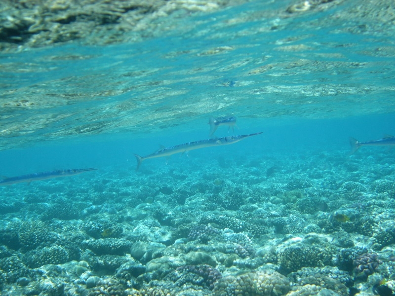 красное море