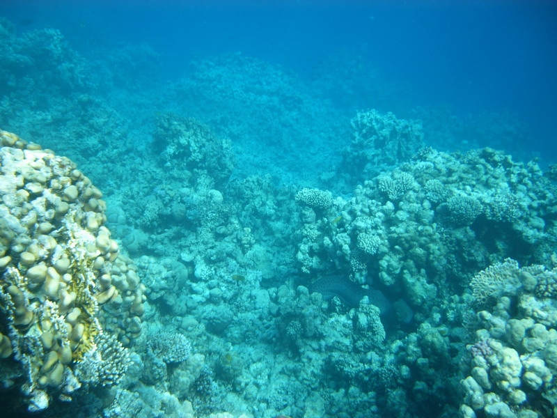 красное море