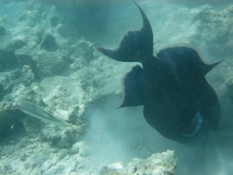 красное море