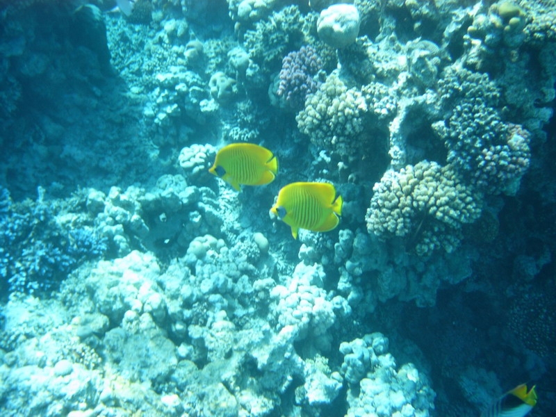 красное море