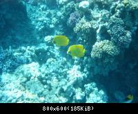 красное море