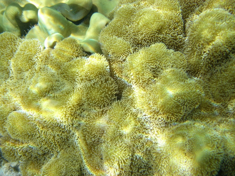 красное море