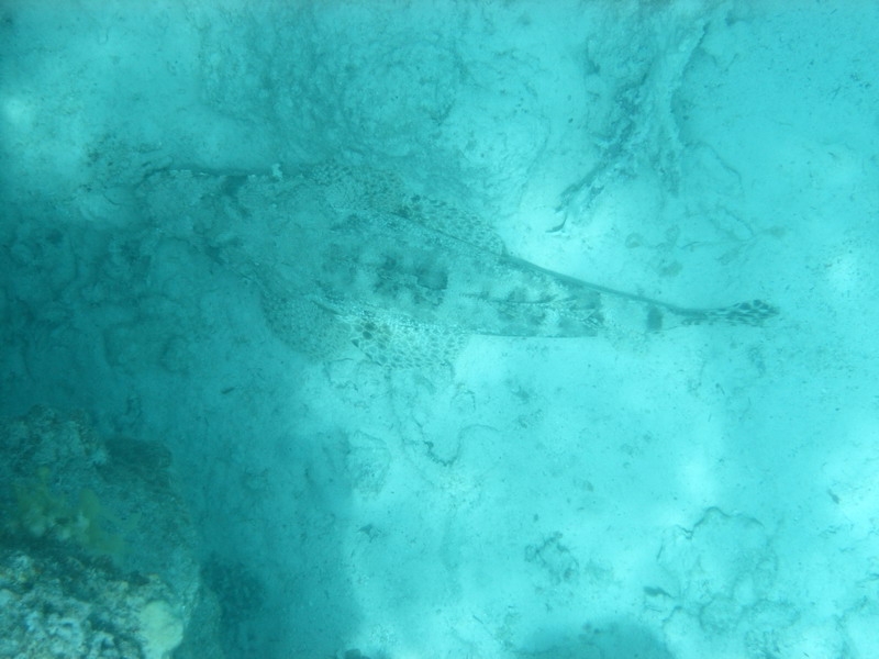 красное море