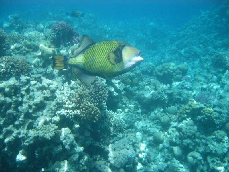 красное море