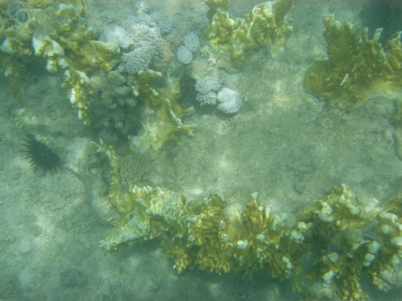 красное море