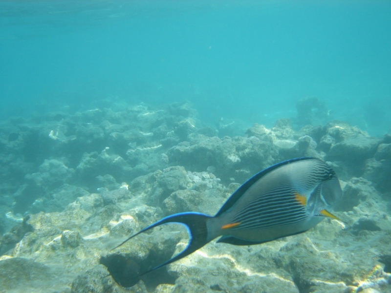 красное море