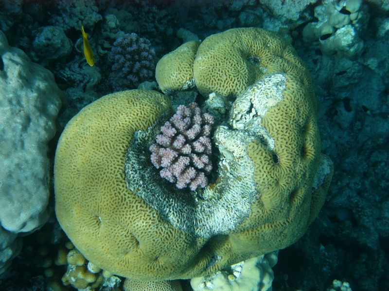 красное море