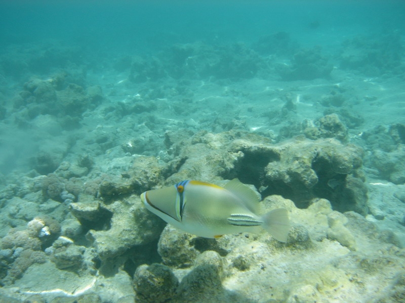 красное море