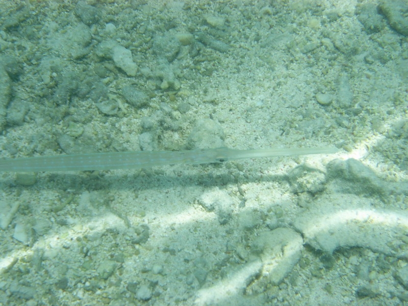 красное море