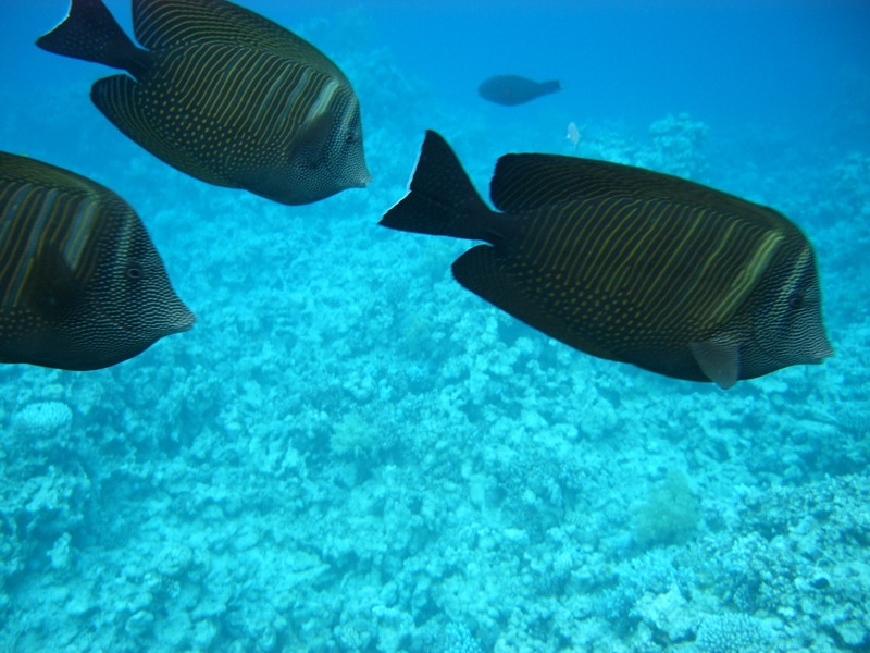 красное море