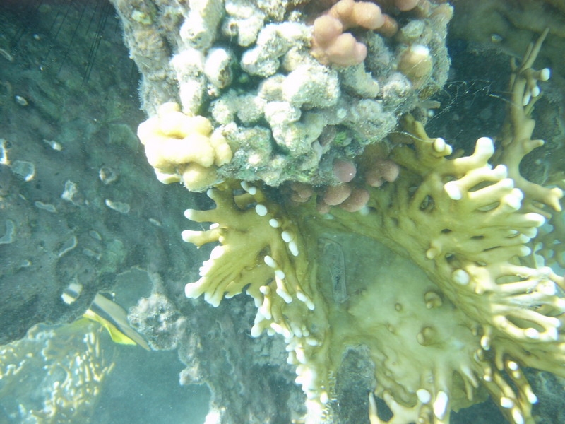 красное море