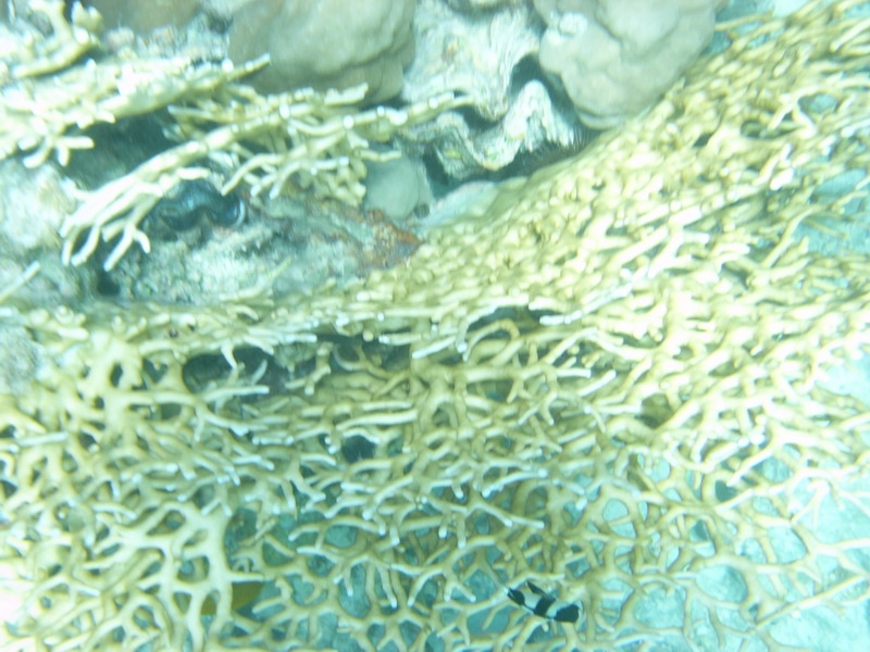 красное море