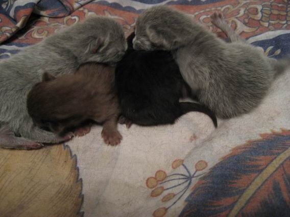 kittens 1st day_3
