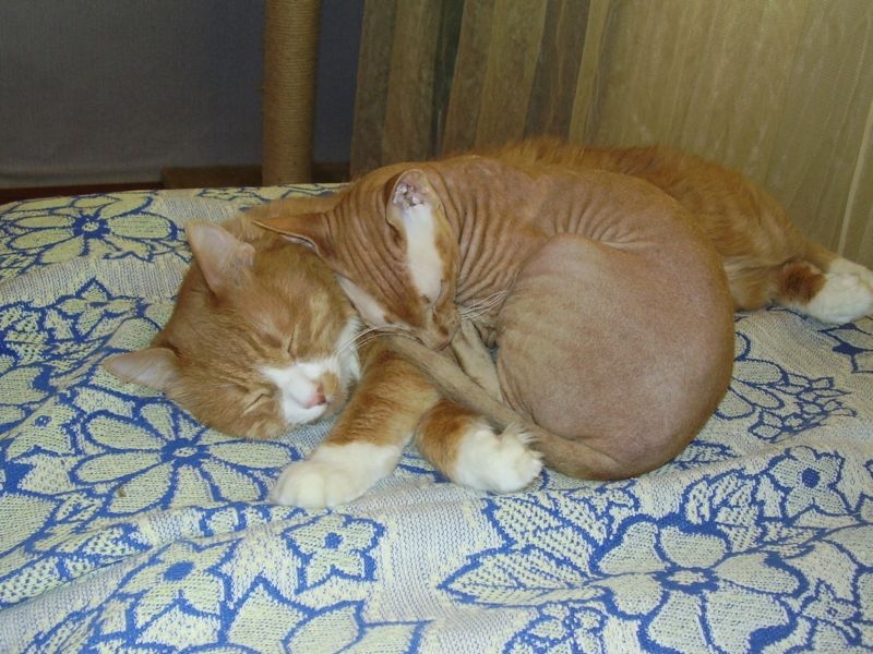 коты