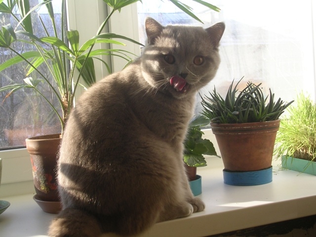 Кот