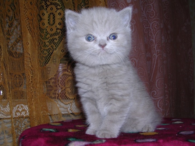 Кот2