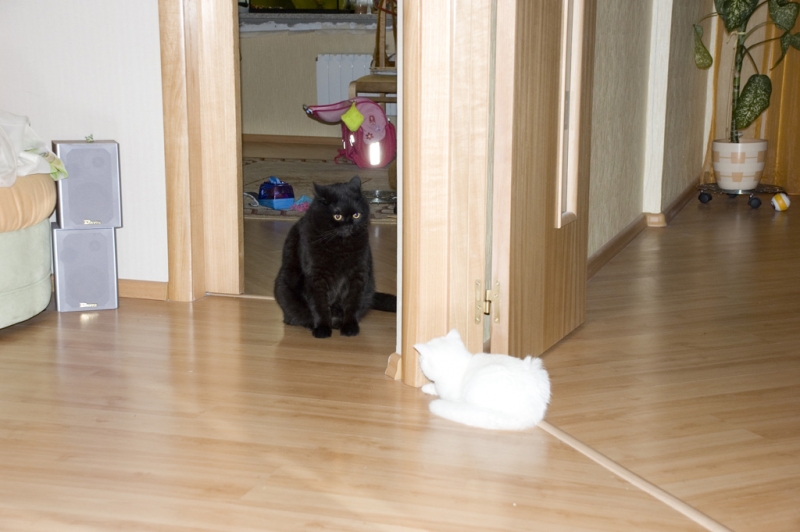 Двое из ларца!