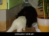 Большой кушает