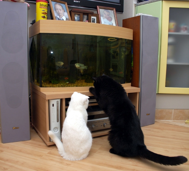 Аквариум и коты 2